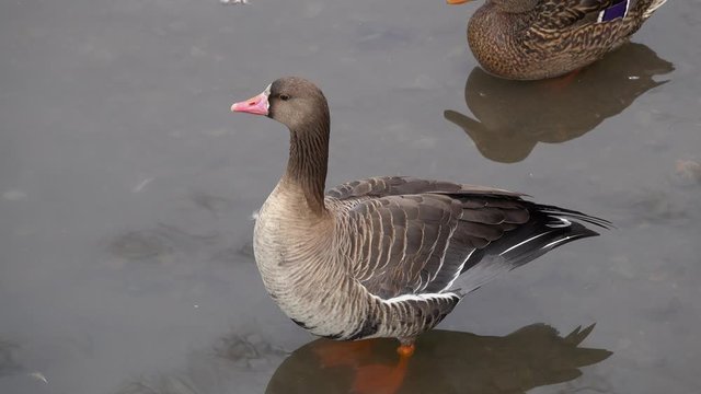 Greater White-fronted Goose (Anser albifrons). Wild Goose has stretched its neck and looks around, close-up