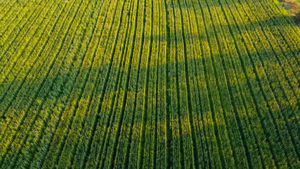 top view of wheat field 