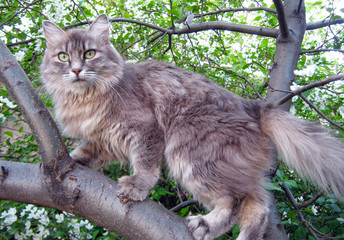 Naklejka na ściany i meble Cat fluffy and thoroughbred climbs the branches of a tree in the garden. Cat hunting in the forest. Gray cat with a long coat in nature. Cute and beautiful cat walks on a tree branch.
