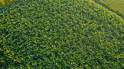 Ariel top view of banana field 
