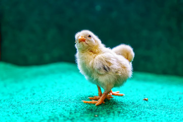 The yellow serama chicks on a artificial grass background.