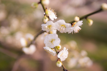 Plum blossom is blooming in winter