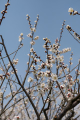 Plum blossom is blooming in winter