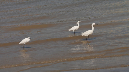 Great white egret walking on beach to find food.