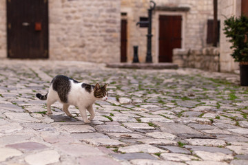 cat walks on the old street of the city