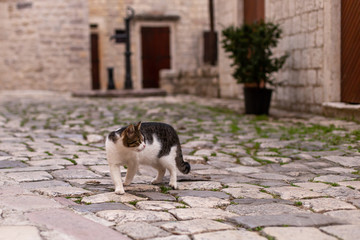 cat walks on the old street of the city