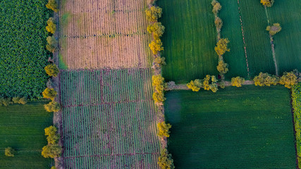 Ariel top view of agriculture field 