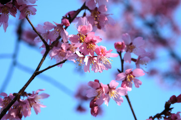 Fototapeta na wymiar 色鮮やかな花のおかめが満開な日本の春の風景