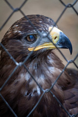 Fototapeta premium Adult golden eagle bird in a cage. Dangerous bird is a predator with a large beak behind bars. Golden eagle is the largest representative of the entire hawk family, a strong and large eagle