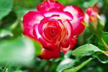 ひっそりと映える