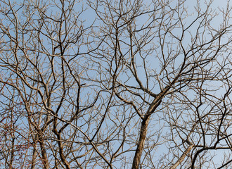old bole with blue sky