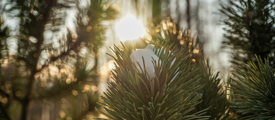 Pine tree branch in the sun