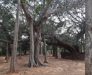 Obraz premium tree in the park