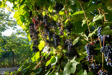 Beautiful summer sunset over the vineyard. Viticulture in the middle lane.