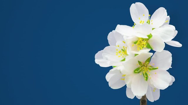 Almond fruit flower blossoming timelapse against a bluen background