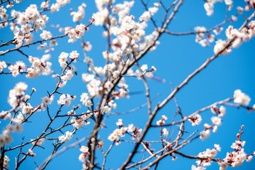 梅の花 Japanese apricot tree (Ume) in full bloom.