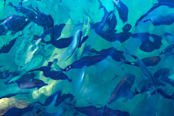 silhouettes of fish in clear blue water