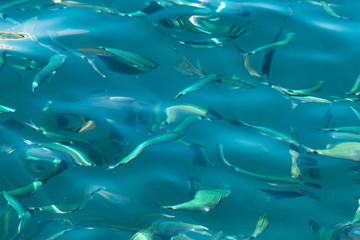 Fototapeta na wymiar silhouettes of fish in clear blue water