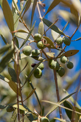 green olive on a branch against the sky