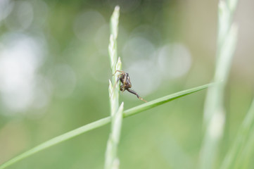 dragonfly on leaf