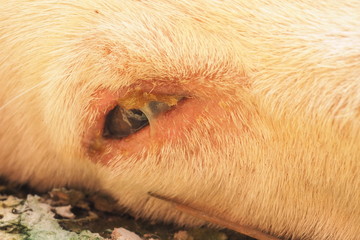 A little dog Serious disease, Canine Distemper Virus, Zoom Macro.