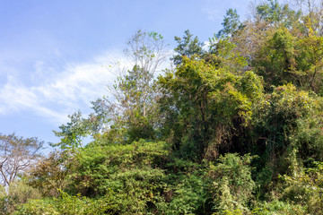 Fototapeta na wymiar green forest with blue sky