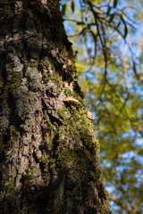 Obraz premium Green moss on the old tree's bark. Russian forest