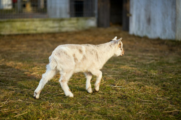 Obraz premium Small white goat on the grass paddock