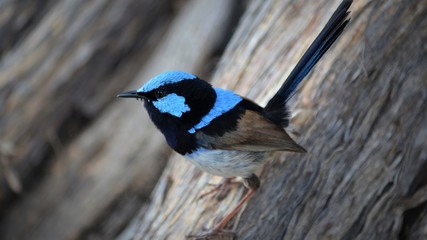 Bluebird