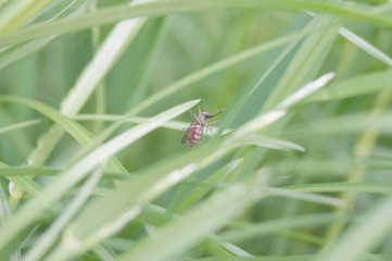bug on leaf