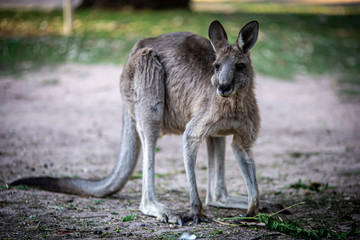 Kangaroo eating leaves