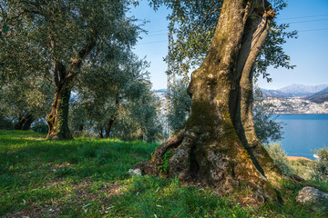 Fototapeta na wymiar Olive grove on rock shelves in northern Italy.