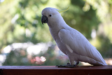 White Cockatoo
