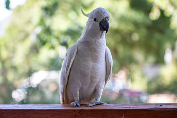 White Cockatoo