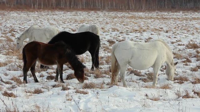 Small herd of well-groomed horses grazes in field in winter, thin layer of snow covers dry grass in meadow, bunches of yellow grass break through thaw, livestock grazing, northern nature, dense forest