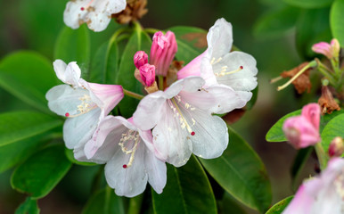 Naklejka na ściany i meble Azalea. A beautifully flowering species of plants from the genus Rhododendron.