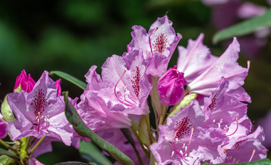 Azalea. A beautifully flowering species of plants from the genus Rhododendron.