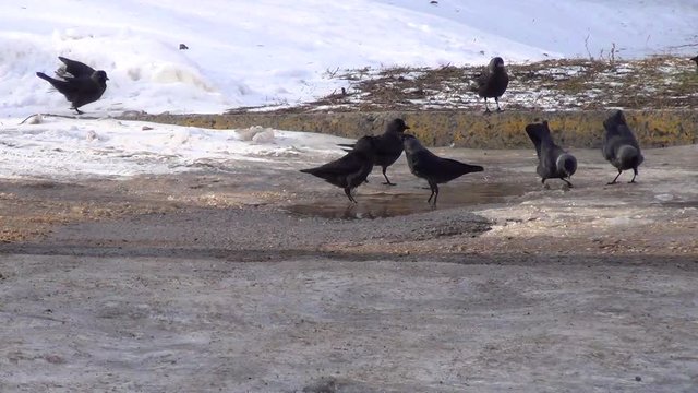 a flock of crows in the city during the day, bathing in a warm puddle on the asphalt in winter