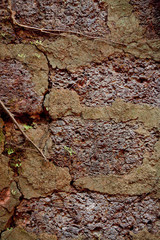 Close up shot of the old wall with cement covered with dry creeping branches. Background, Pattern, Texture, Wallpaper.