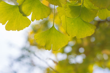 detail view of ginkgo leaf