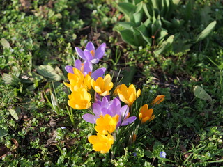 crocus with blue and yellow blossoms