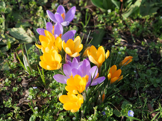 yellow spring flowers crocusses