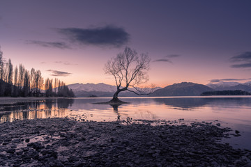 Willow tree at lake Wanaka at sunset in winter, south island, New Zealand.