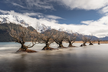 View of famous willow trees in lake wakatipu in Glenorchy near Queenstown, south island, New Zealand.