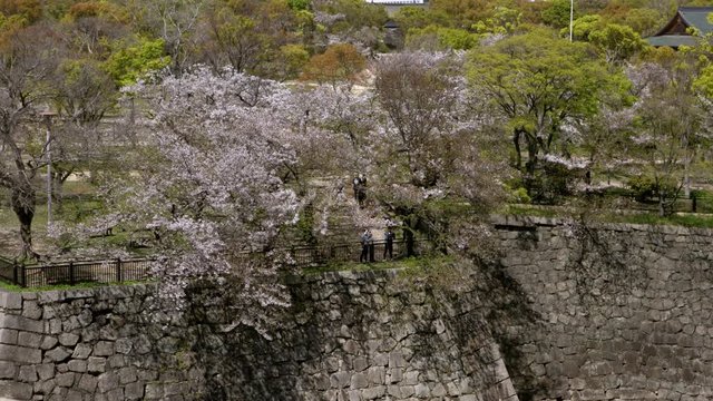 4K, Sakura blossom in Nishinomaru Garden of Osaka Japanese Castle. Famous landmarks in Japan at spring season with cherry blossom. Beautiful scene.-Dan