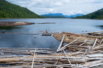 Fototapeta na wymiar Driftwood on the lake in Diana Lake Provincial Park, British Columbia, Canada