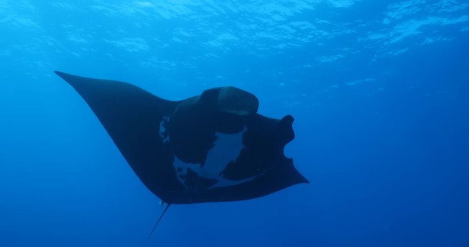 Manta rays at Revillagigedo islands, Mexico 