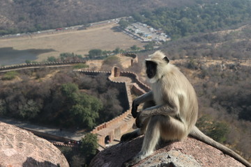  animal, wildlife, mammal, monkey, wild, nature, india, port  ,sky relaxrait, sitting, asia, gray, gibbon, sri lanka, tree, animals, zoo, cute, fur, face, hanuman, baby, white, looking, hanuman , park