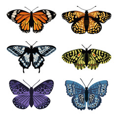 Plakat Vector set with isolated butterflies. Hand drawn design
