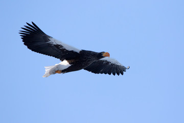 flying Stellers sea eagle on a winter morning